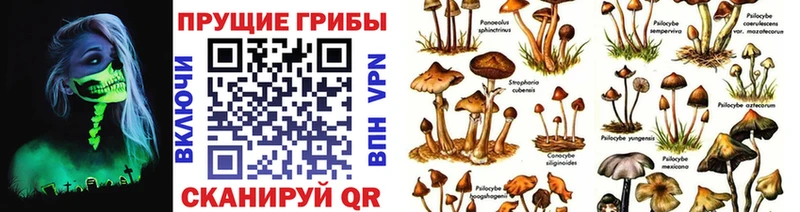 Галлюциногенные грибы Psilocybe Среднеуральск